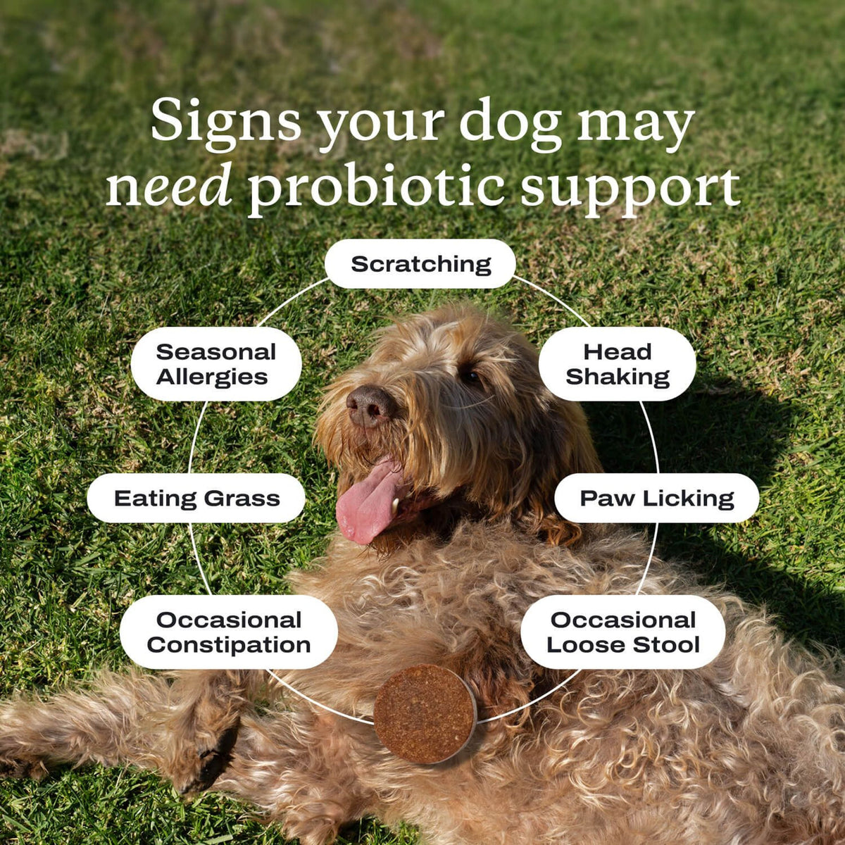 Probiotics for Dogs